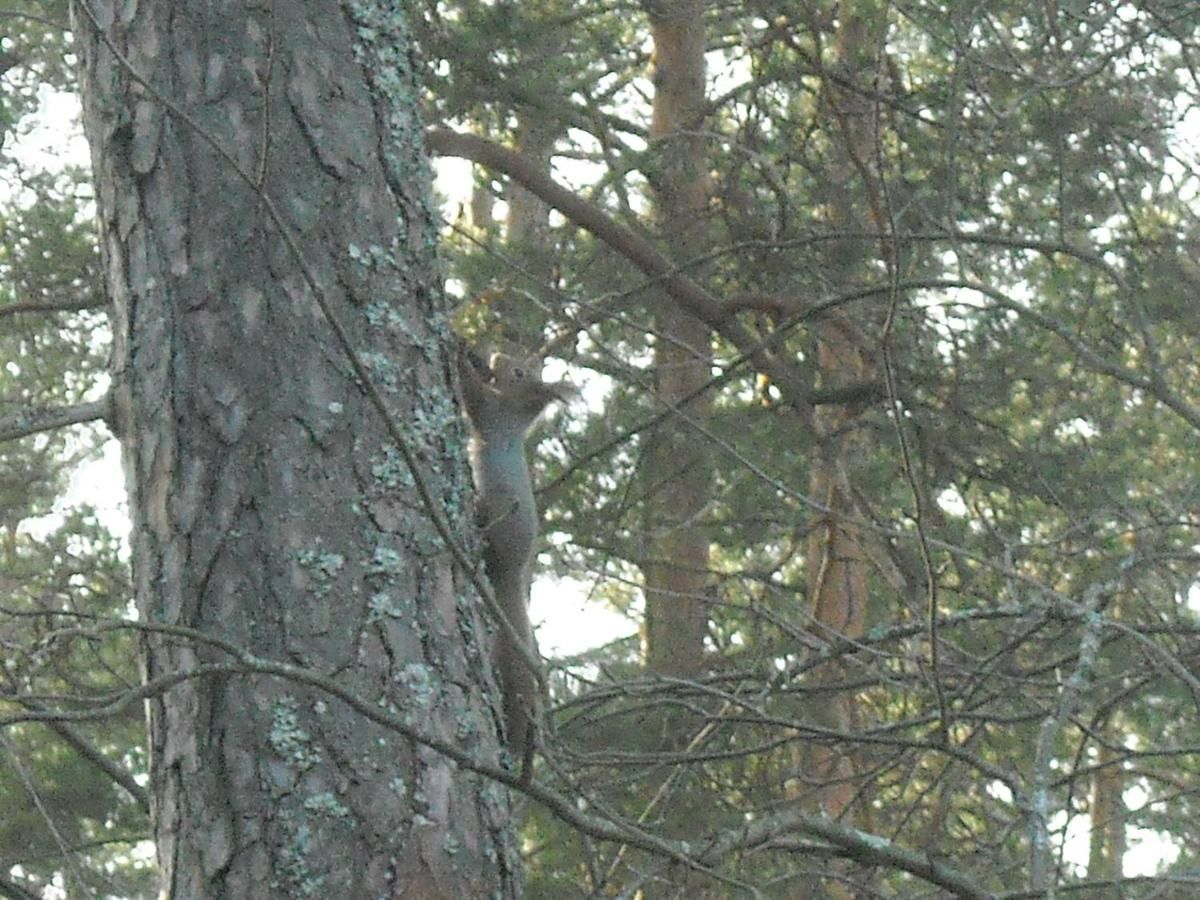 Дома для отпуска Võsu Gästewohnung - Lahemaa Nationalpark Вызу