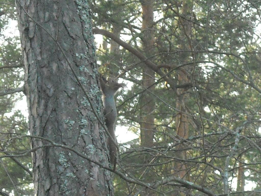 Дома для отпуска Võsu Gästewohnung - Lahemaa Nationalpark Вызу-40